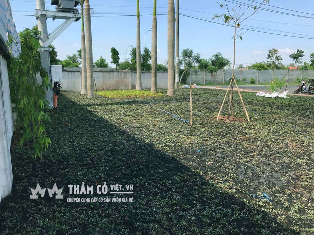 co la gung thai lan