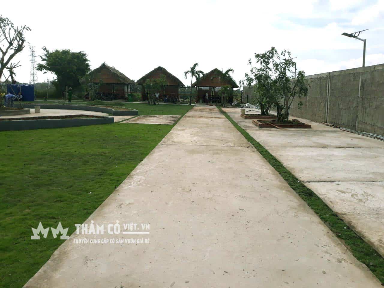 cỏ nhật sân vườn
