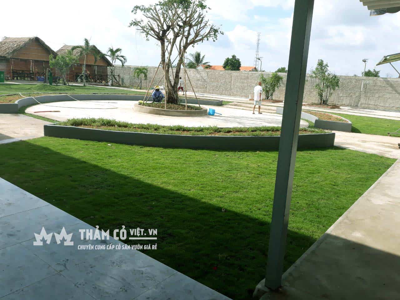 kỹ thuật trồng cỏ thảm