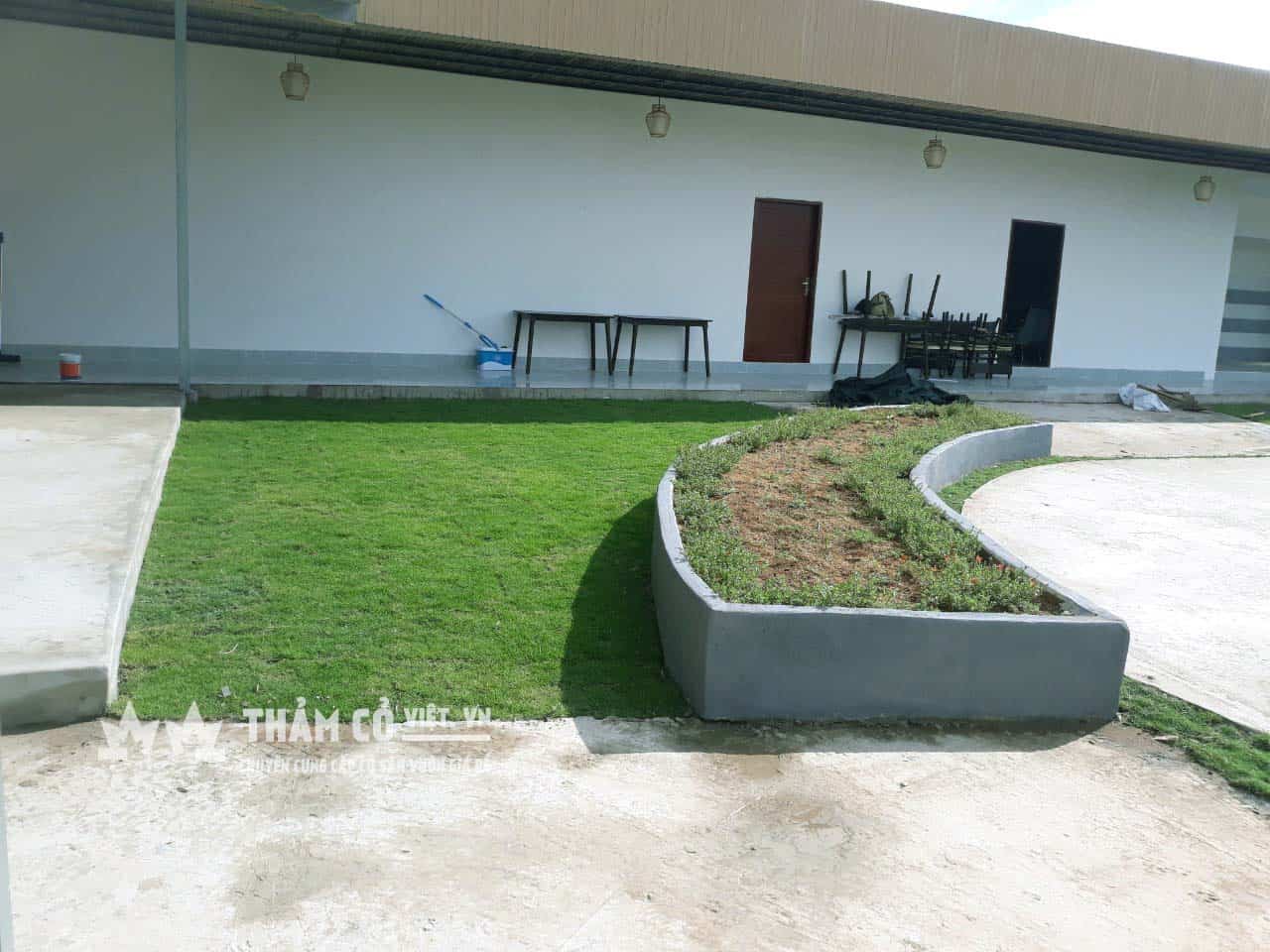 kỹ thuật trồng cỏ nhung