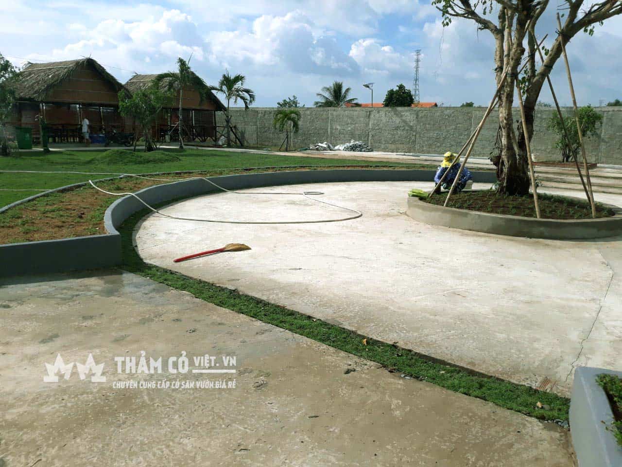 cỏ nhật sân vườn