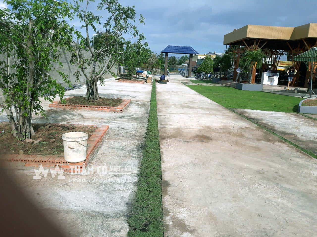 cỏ nhật sân vườn