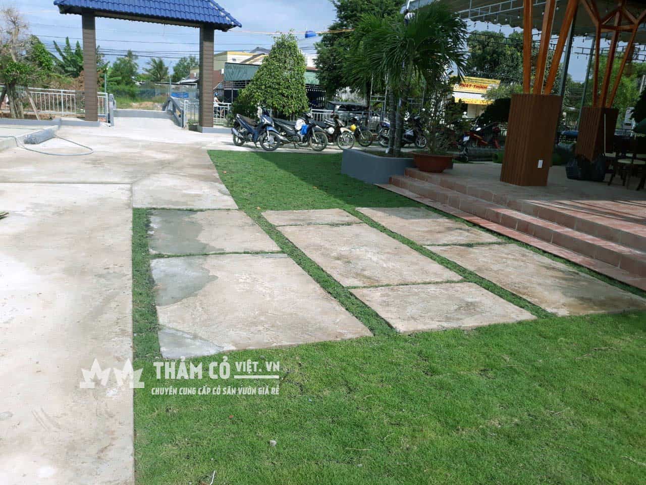 cỏ nhật sân vườn