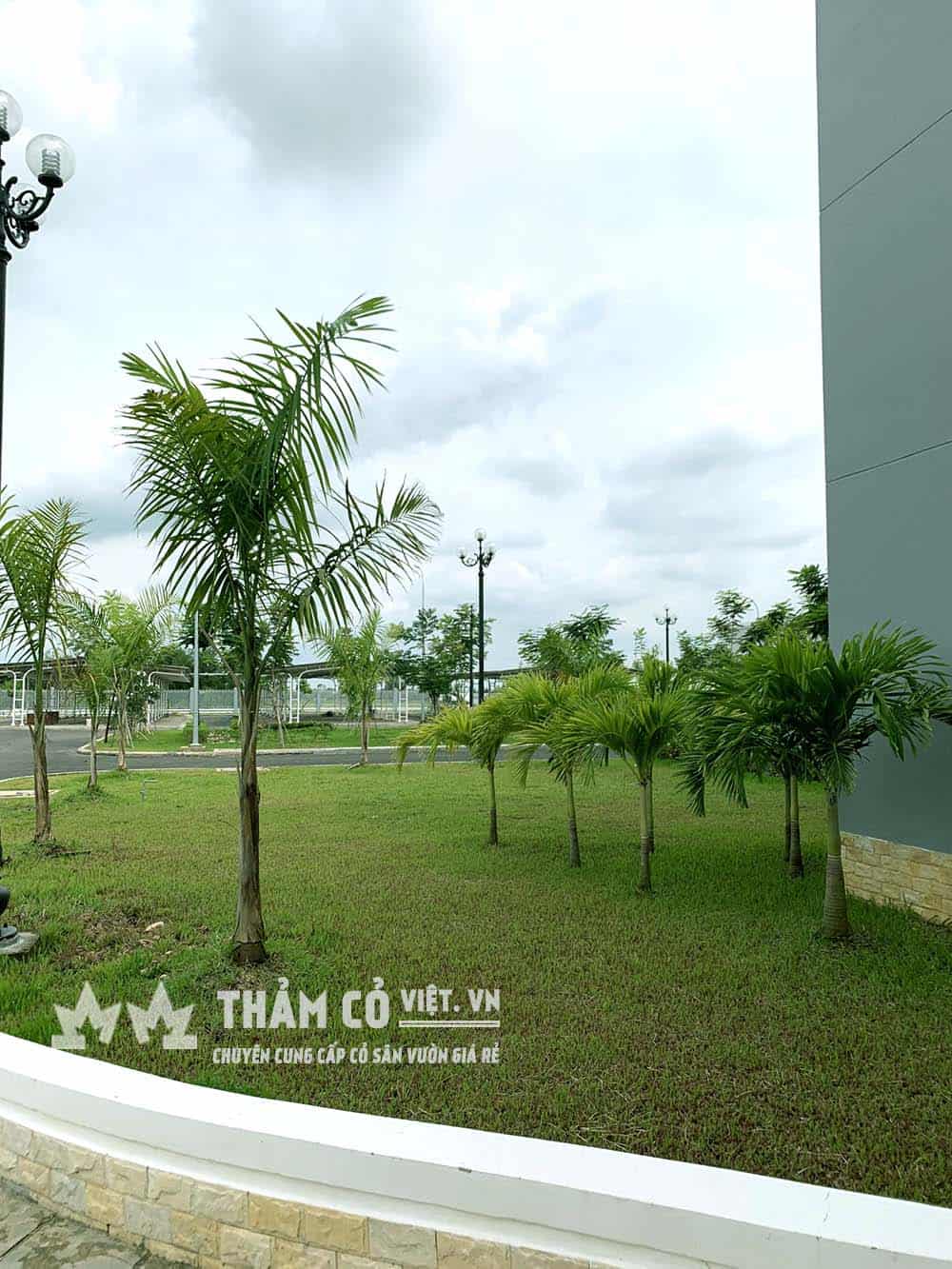 cỏ nhật sân vườn