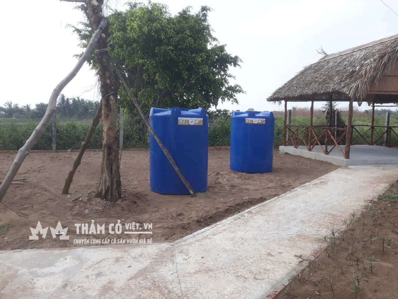 cỏ nhật sân vườn
