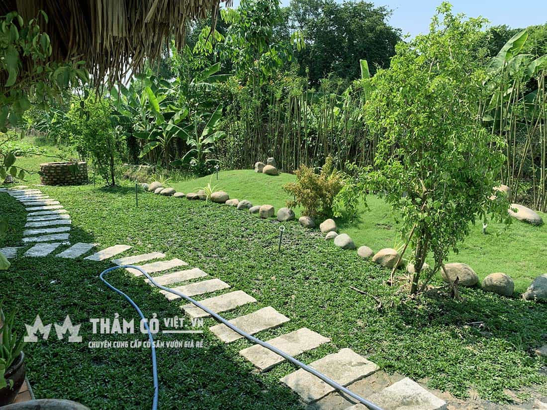 cỏ nhật