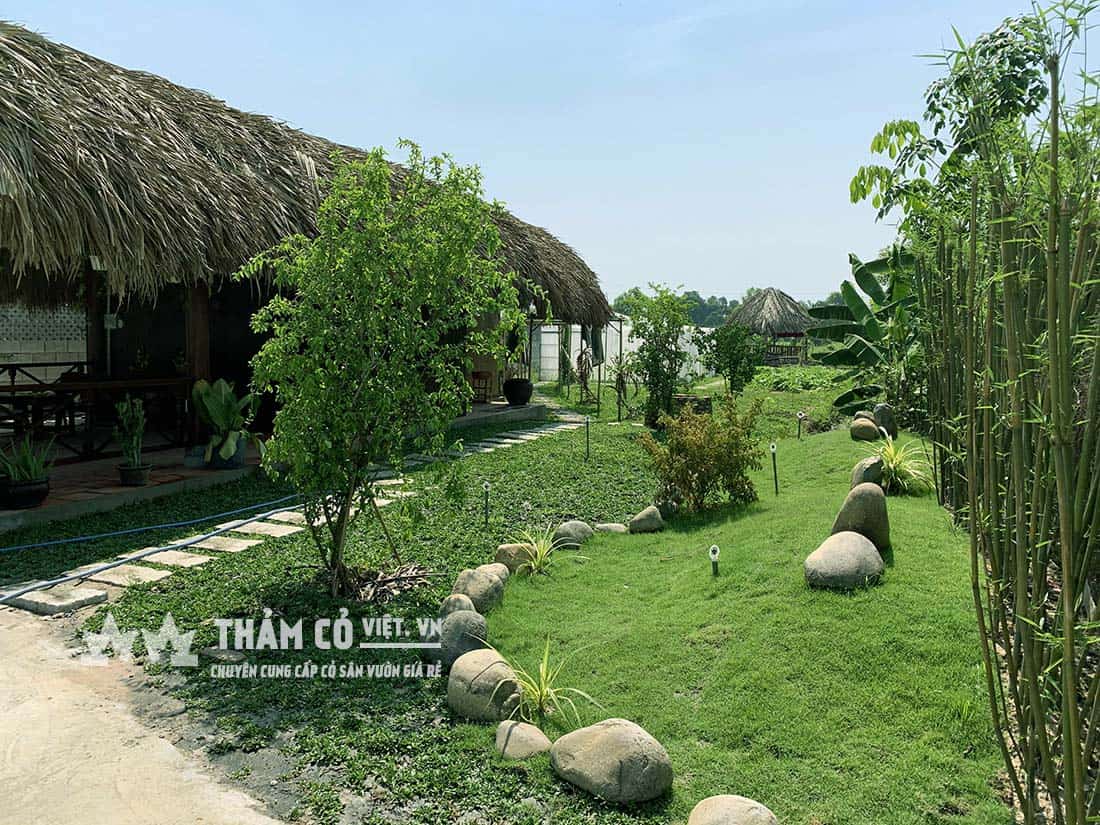 cỏ nhung nhật