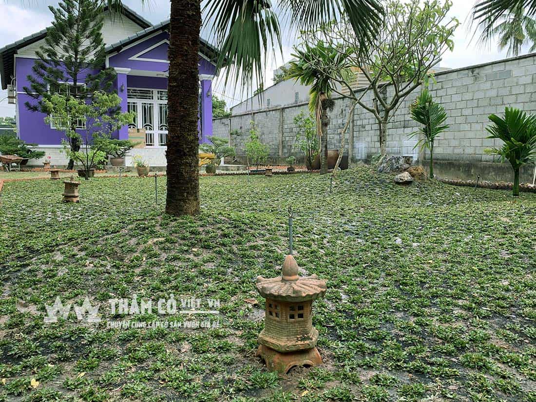 thảm cỏ tự nhiên