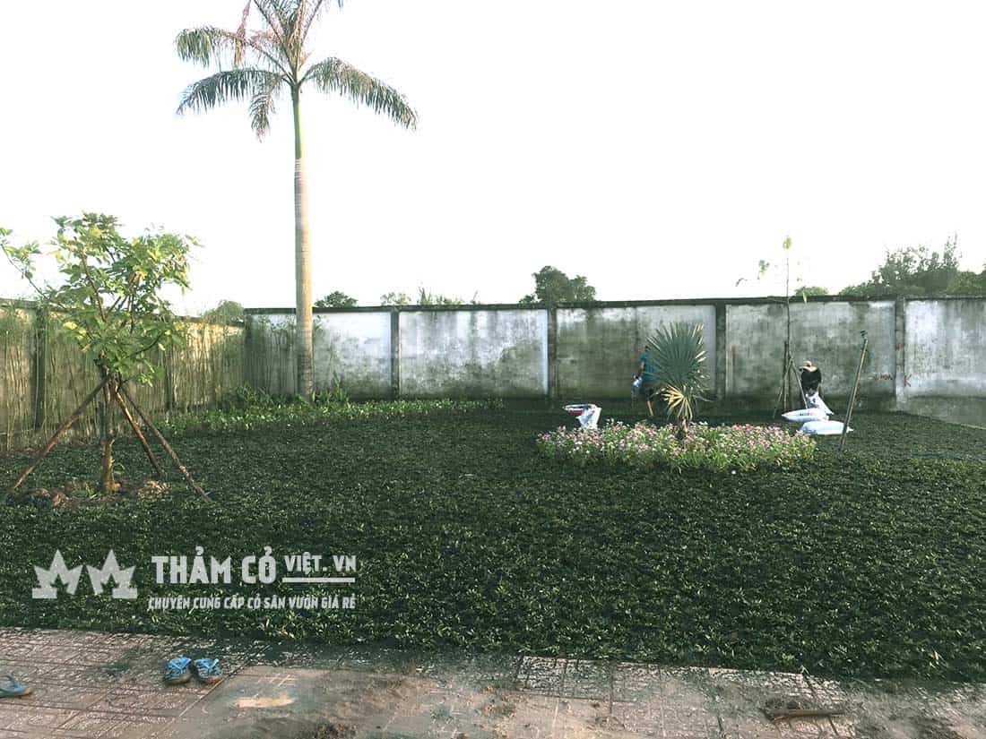 cỏ thái