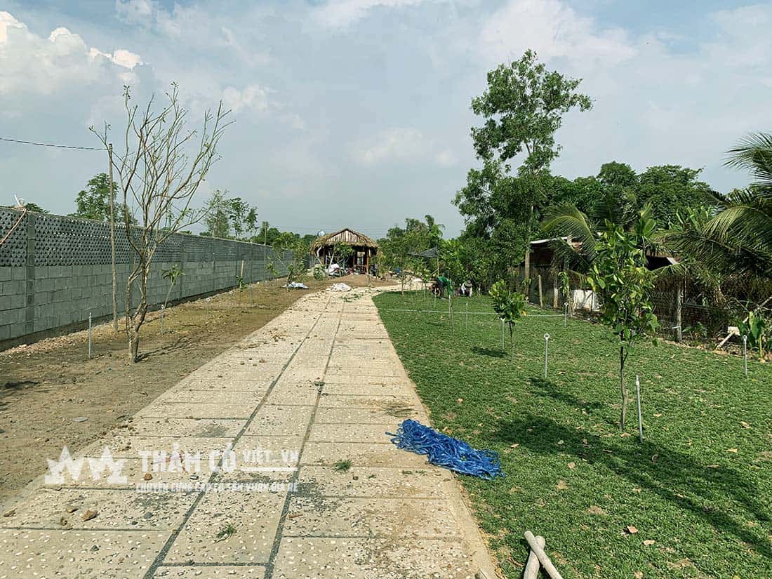 cỏ trang trí sân vườn