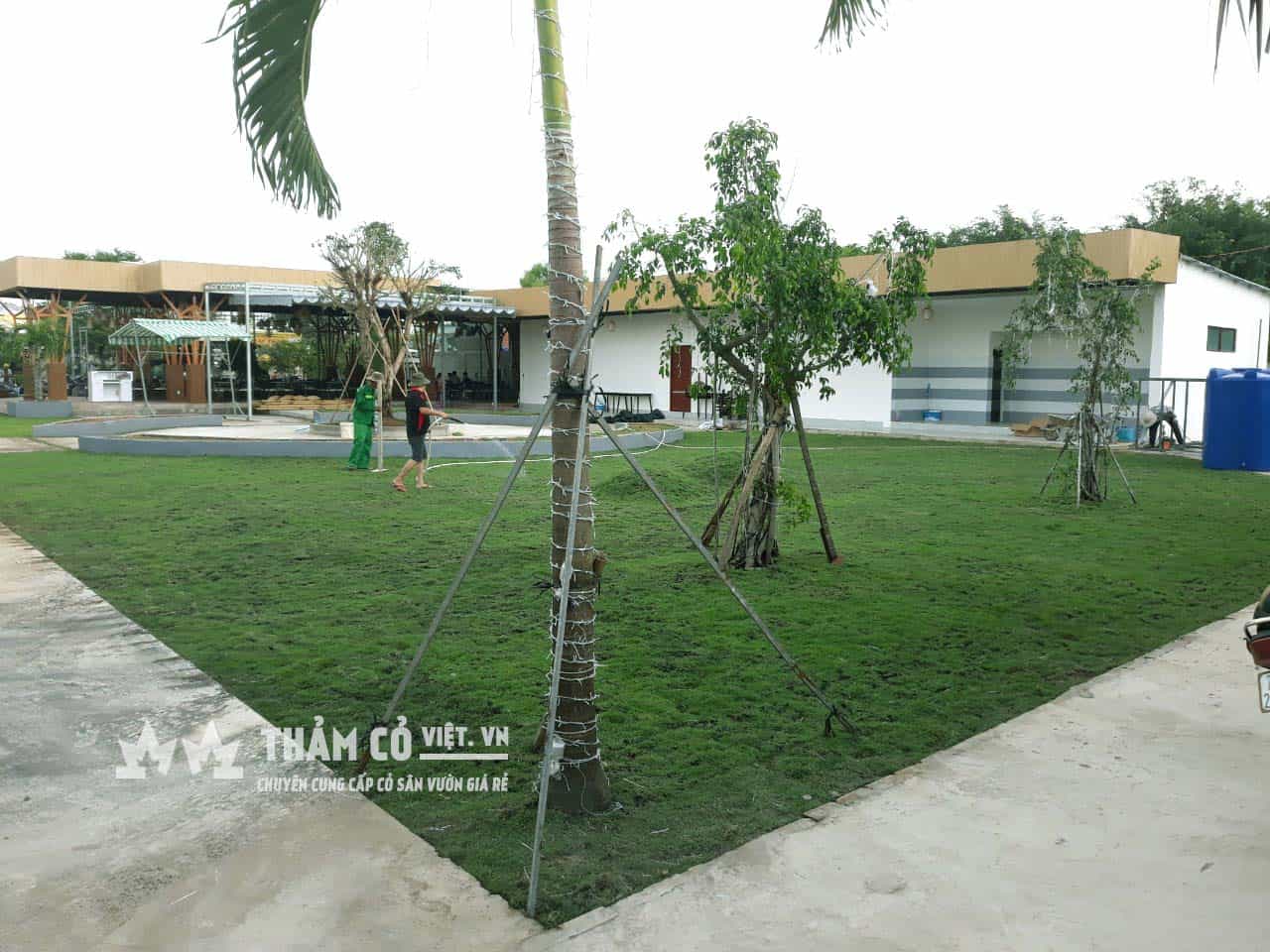 cỏ trồng sân