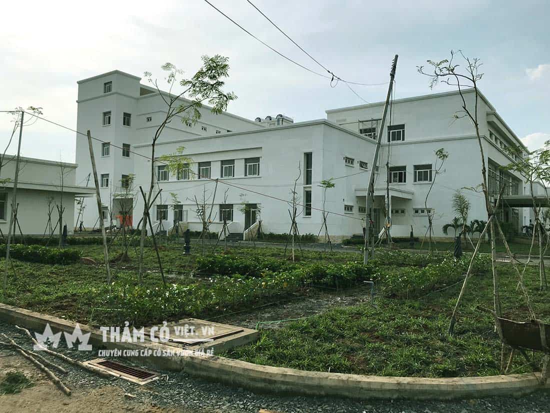 cỏ trồng sân vườn