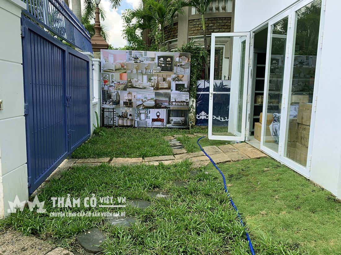 cỏ trồng sân vườn