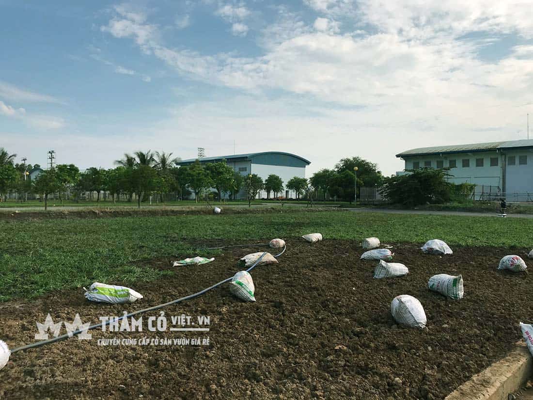 cỏ trồng sân