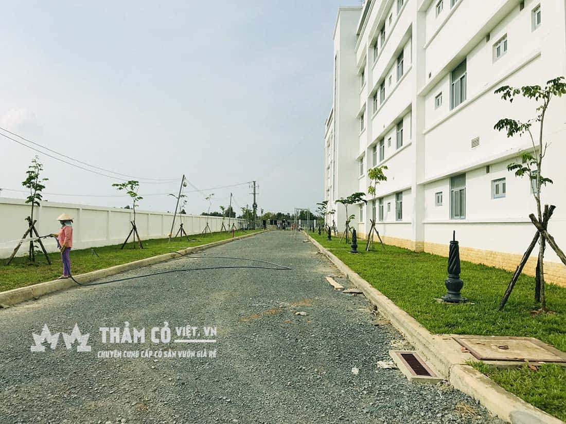 cỏ trồng trong nhà