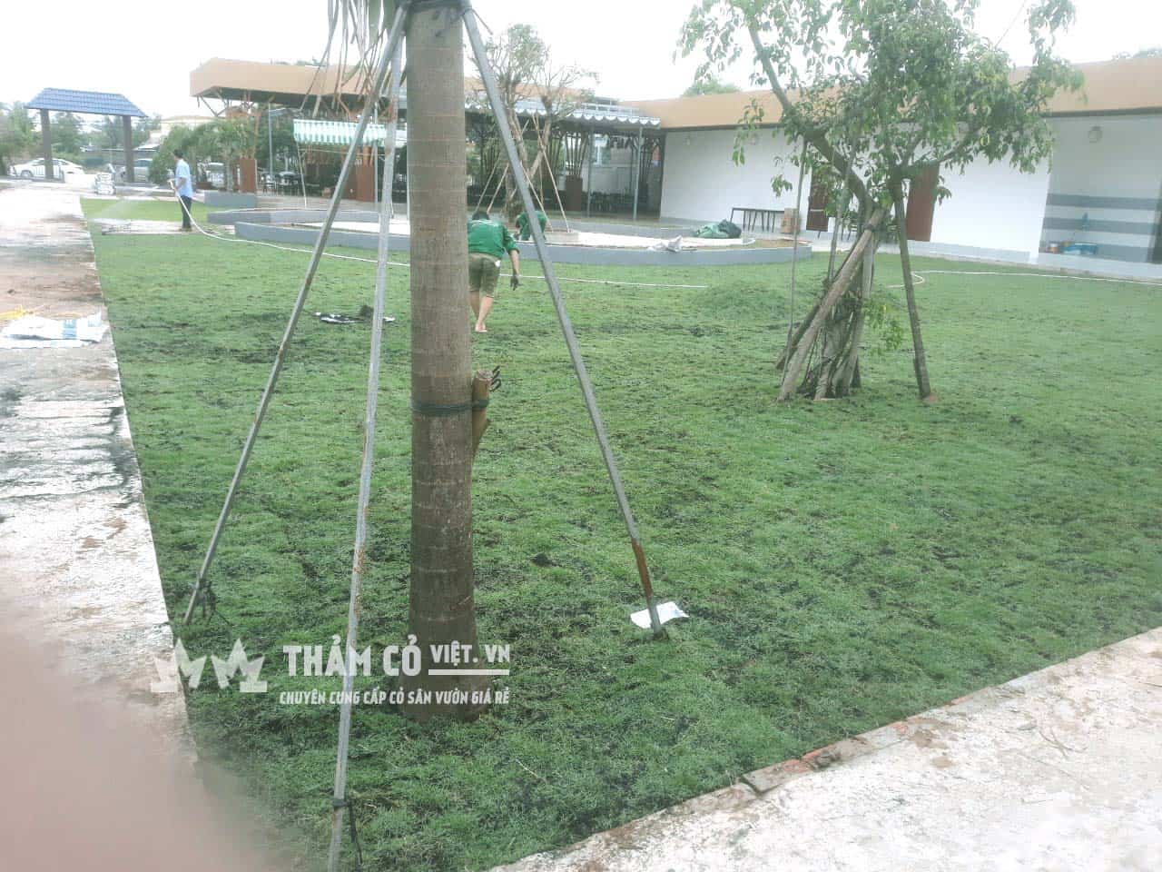 cỏ trồng
