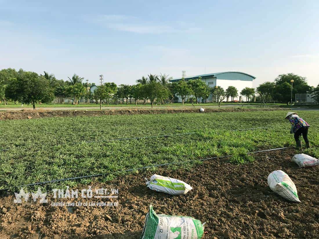 đất trồng cỏ