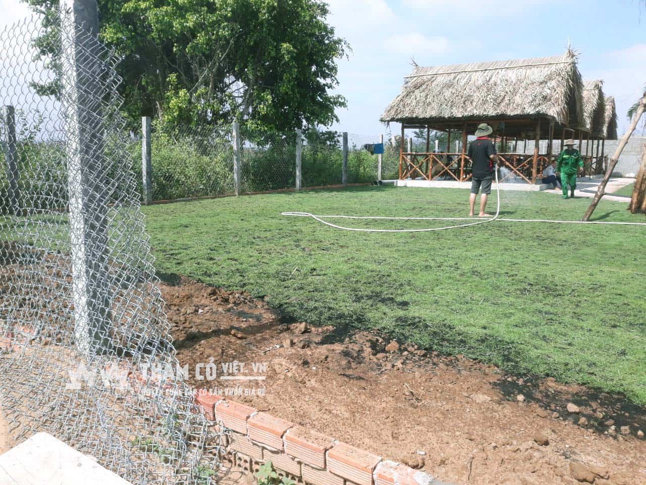 dịch vụ trồng cỏ