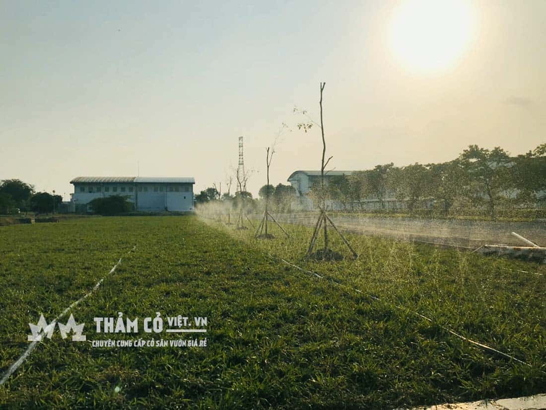 giá cỏ gừng