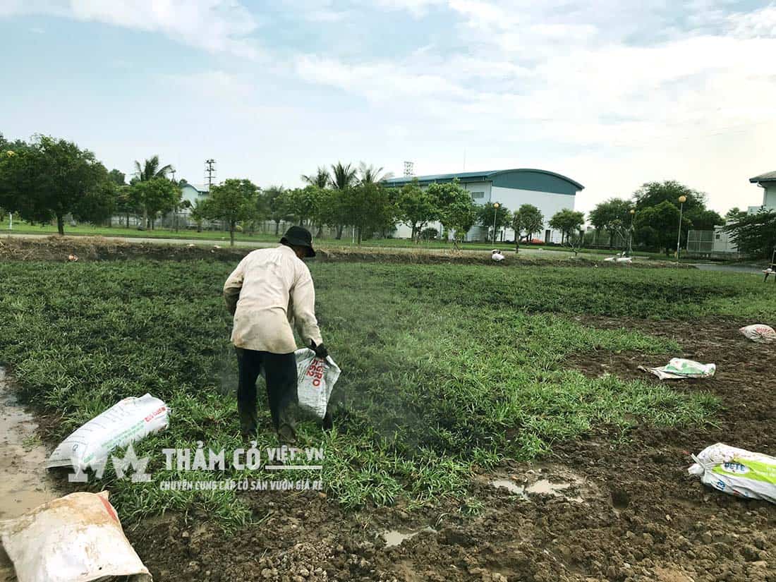 mua cỏ lá gừng