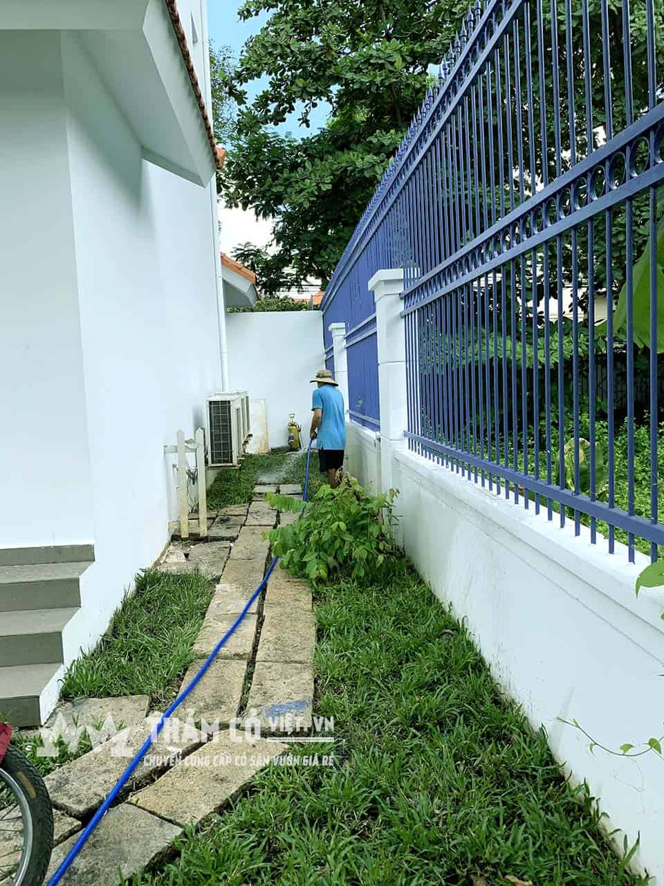 mua cỏ trồng sân vườn