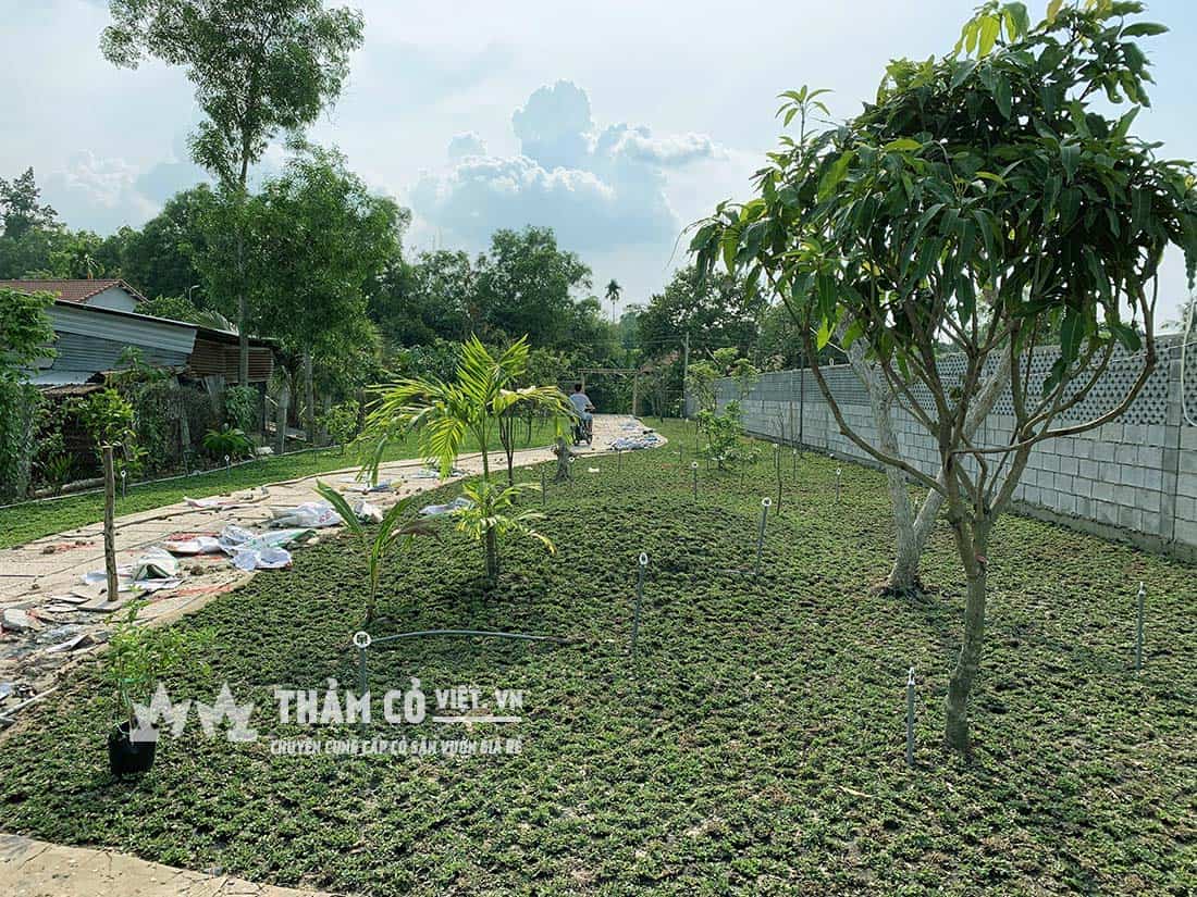 mua thảm cỏ tự nhiên