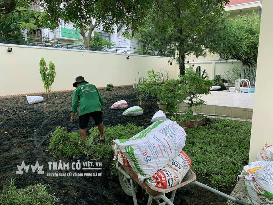 giống cỏ lá gừng