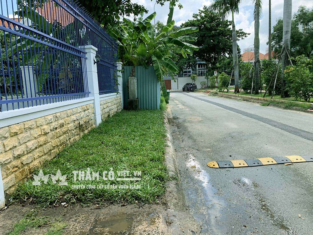 thảm cỏ giá rẻ