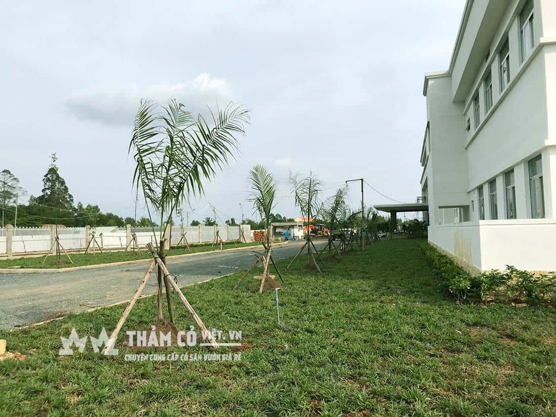 thảm cỏ tự nhiên