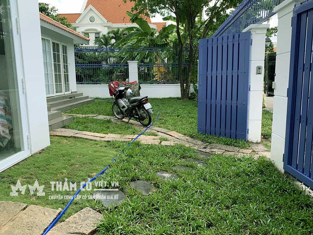 thảm cỏ xanh