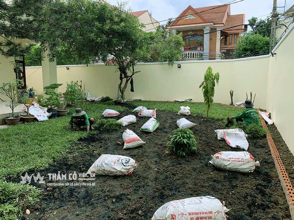 trồng cỏ lá tre