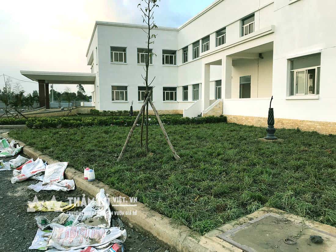 trồng cỏ sân vườn