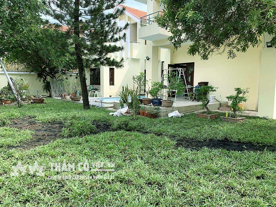 trồng cỏ sân vườn