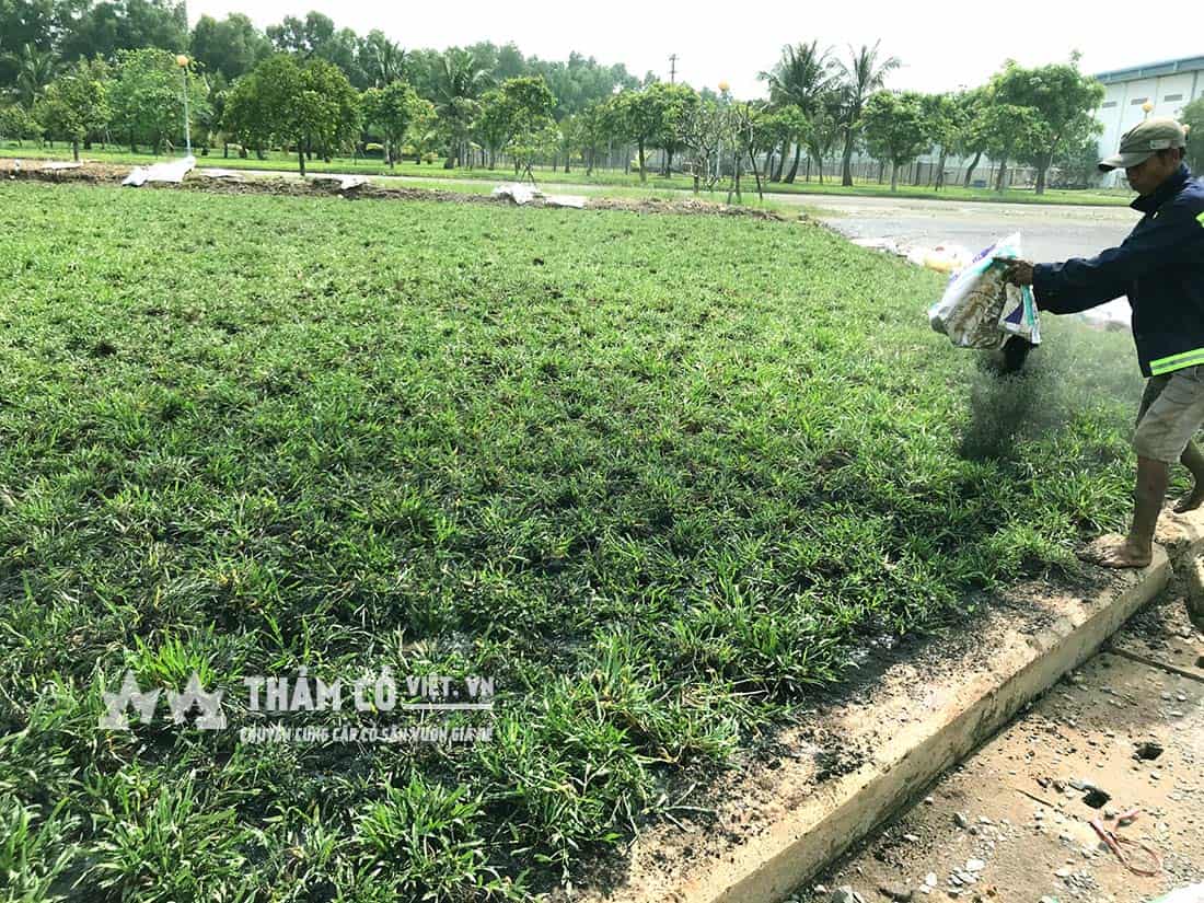 trồng cỏ tre