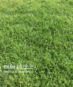 báo giá cỏ lá gừng