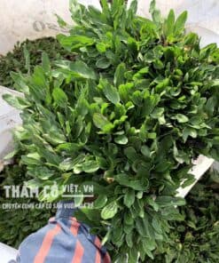 báo giá cỏ gừng