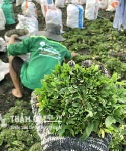 báo giá cỏ lá gừng thái