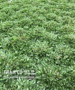 cỏ lá gừng giá bao nhiêu