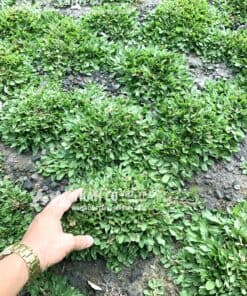 cỏ lá gừng thái lan mua ở đâu