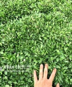 cỏ lá gừng thái lan mua ở đâu