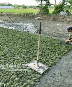 cỏ lá gừng thái lan mua ở đâu