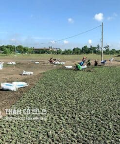 cỏ lá gừng thái lan mua ở đâu