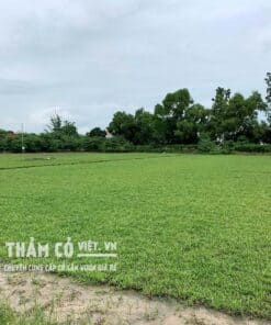 cỏ lá tre