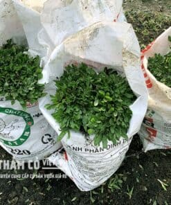 mua cỏ lá gừng