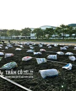 trồng cỏ lá gừng