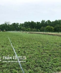 báo giá trồng cỏ lá gừng