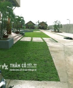 báo giá trồng cỏ nhung nhật