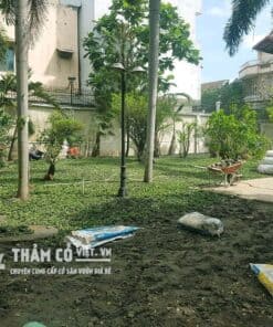 cỏ trải sân vườn