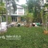 giá trồng cỏ lá gừng thái lan
