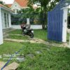 trồng cỏ lá gừng sân vườn